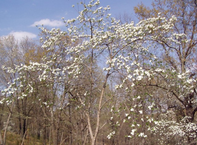 Dogwood Trees in Bloom. Photo credit: http://ozarkmountainfamily.blogspot.com/